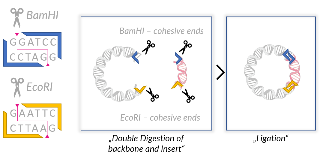 FastGene Double Digest Eine Reaktion, zwei Schnitte!