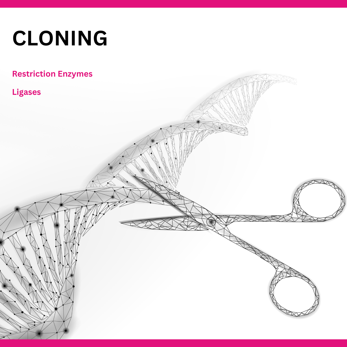 Cloning, Ligases, Restriction enzymes