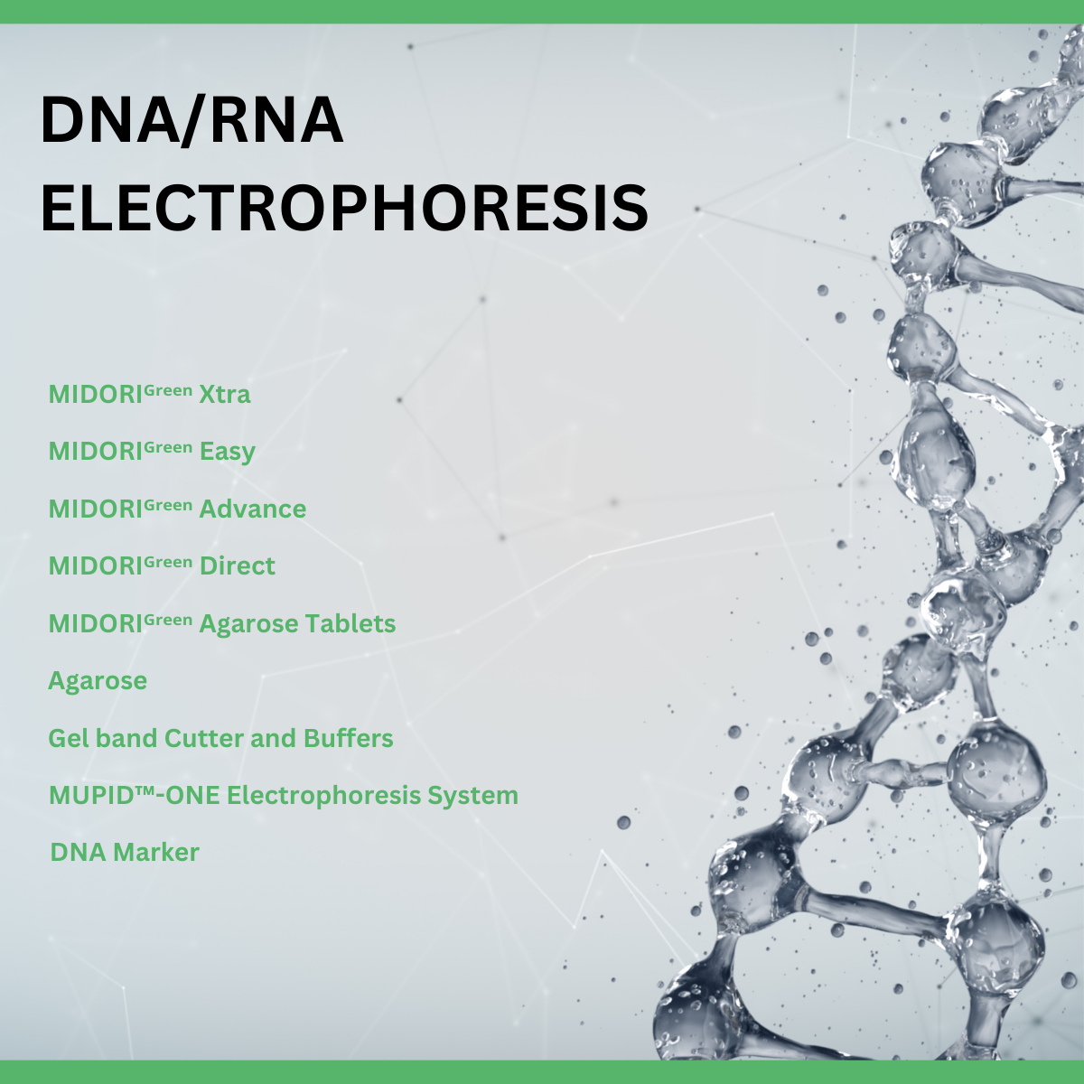 DNA RNA Electrophoresis