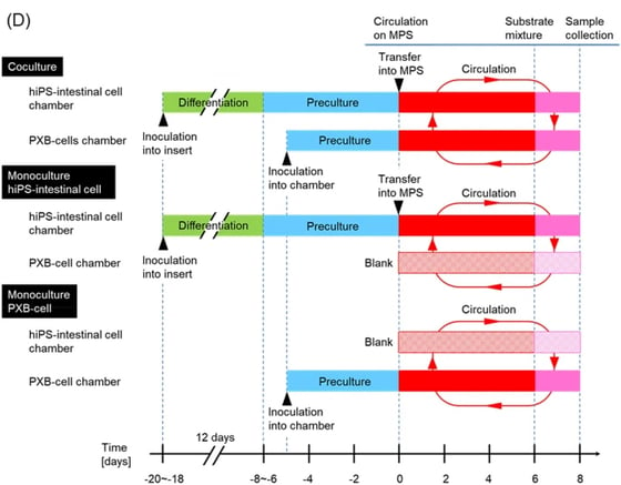 hiPS-intestinal-and PXB-cells-coculture